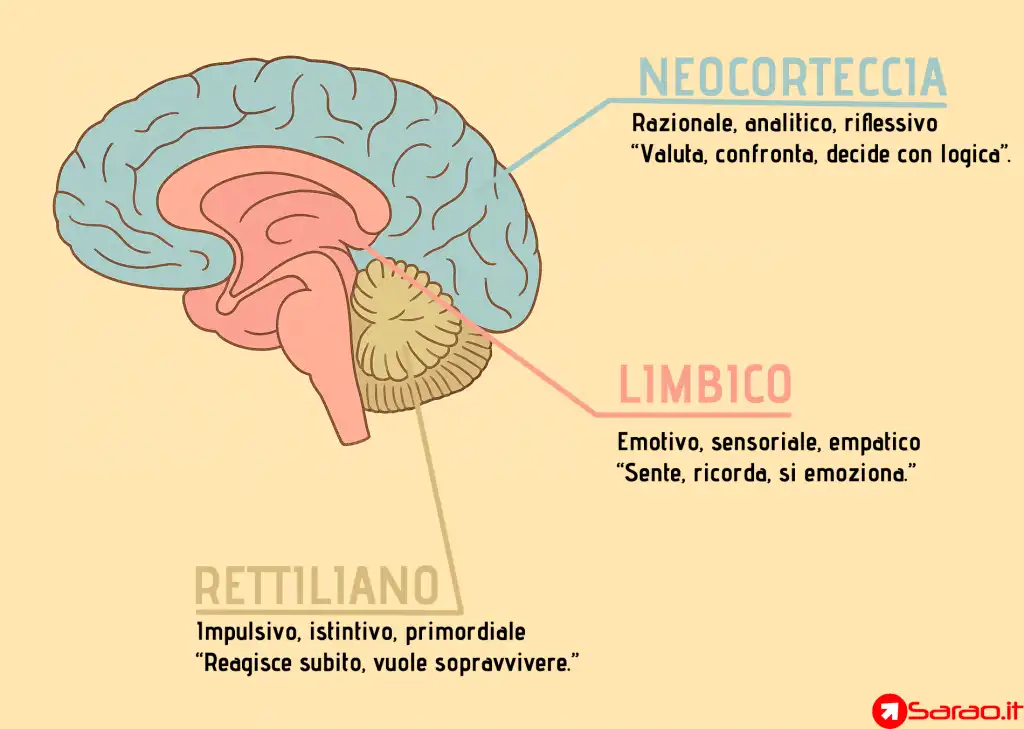 i tre cervelli nell'attrazione
